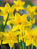 Narcissus jonquilla Sweetness