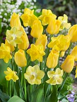 Tulipa Darwin Hybrid Conqueror and Narcissus Trumpet