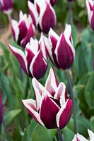 Tulipa Triumph Chansonette