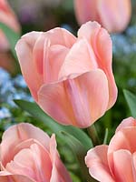 Tulipa Triumph Oranje Rosalie