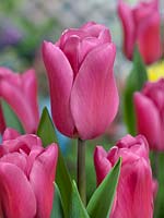 Tulipa St. Helena