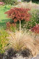 Acer palmatum with grasses and shrubs
