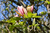 Magnolia x brooklynensis Woodsman