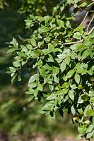 Luma apiculata