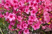Rhododendron Rosabella