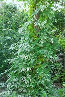 Humulus japonicus Variegatus