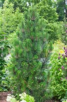 Pinus leucodermis Iseli Fastigiata