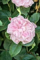 Rosa x centifolia Fantin-Latour