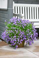 Plant container with Campanula