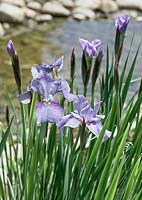 Iris sibirica Sprinkles