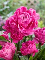 Paeonia Bunker Hill