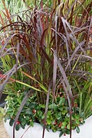 Plant container with Pennisetum and Gaultheria
