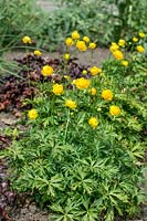 Trollius Miss Mary Russell