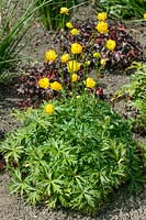 Trollius Miss Mary Russell