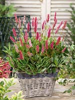 Persicaria Kabouter in pot