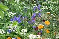 Colorful perennial planting