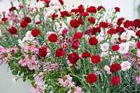 Dianthus Perfume Pinks © Mix