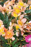 Begonia boliviensis Unstoppable Upright Peach