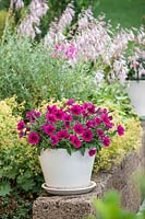 Plant container with Petunia