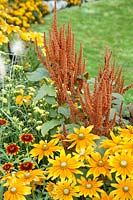 Annual flower border with Amaranthus Hot Biscuits