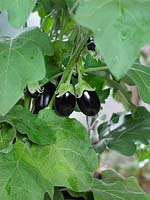 Solanum melongena Ophelia