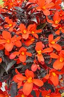 Begonia Unstoppable Upright ® Fire