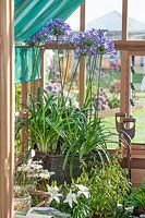 View into the green house with Agapanthus