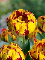 Tulipa Double Late Golden Nizza