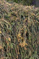 Acacia pravissima Golden Carpet