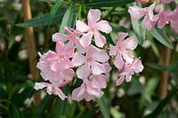 Nerium oleander Magaly