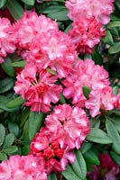 Rhododendron Hachmann's Marlis