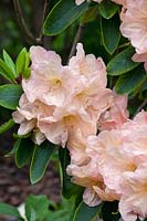 Rhododendron Hydon Juliet