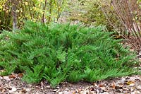 Juniperus sabina Tamariscifolia Select