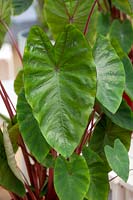 Colocasia esculenta Royal Hawaiian ® Hawaiian Punch
