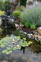 Pond with aquatic plants