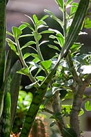 Ficus microcarpa, Sansevieria