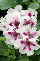 Pelargonium x domesticum Elegance Royalty White