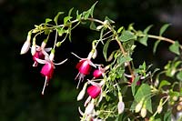 Fuchsia Rose de Castille