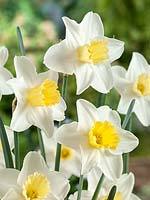 Narcissus Large Cupped Central Station