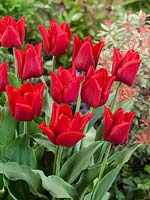 Tulipa Triumph Red Passionale