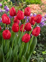 Tulipa Triumph The Cure
