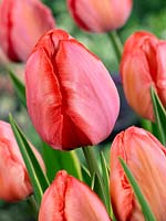 Tulipa Darwin Hybrid Design Impression