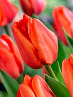 Tulipa Darwin Hybrid Hollands Glorie
