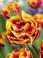 Tulipa Crispa Dutch Pioneer
