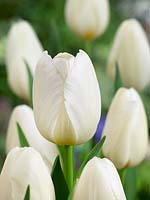 Tulipa Triumph Francoise