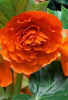 Begonia Camelia Orange
