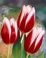 Tulipa Triumph Lustige Witwe
