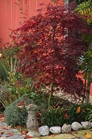Acer palmatum 'Dissectum Garnet' ( Rotlaubiger slot maple )