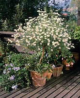 Agyranthemum frutescens Marguerite