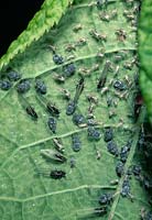 APHIDS on lower leaf surface